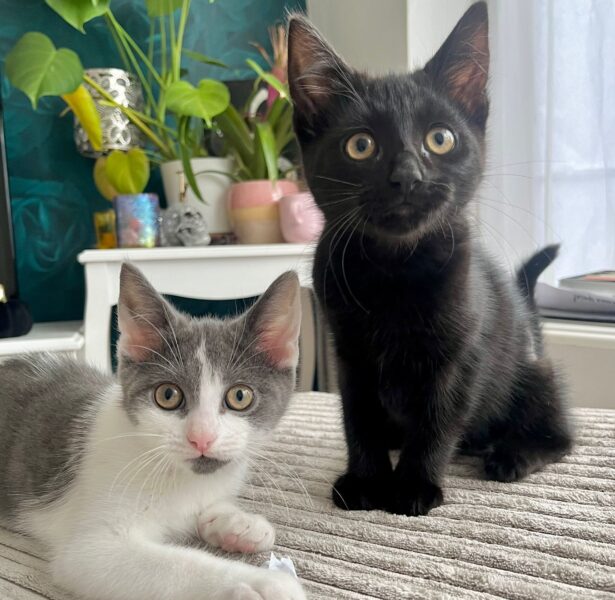 Dizzy Miss Lizzy and Lovely Rita **Rehomed**