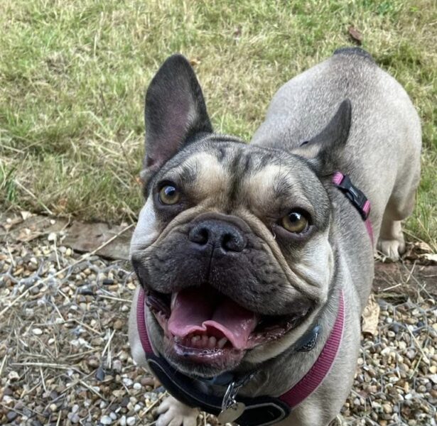 Lullaby – 3 yr old Frenchie