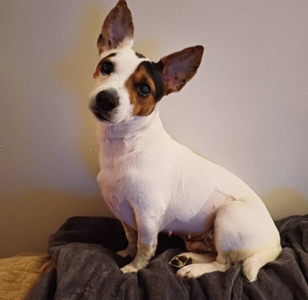 Mabel McVey – 2 yr old JRT