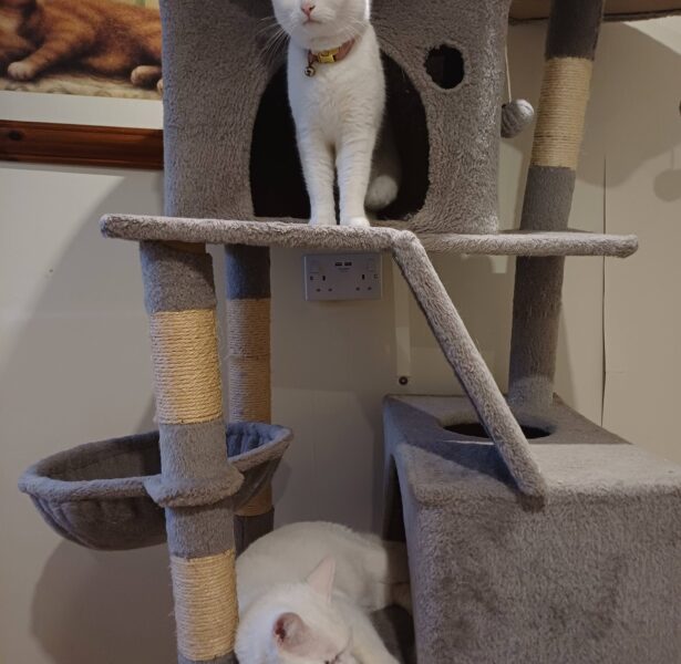 Shiro and Miso – 1 yr old Cats