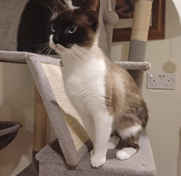 Madras and Tikka – Female cats