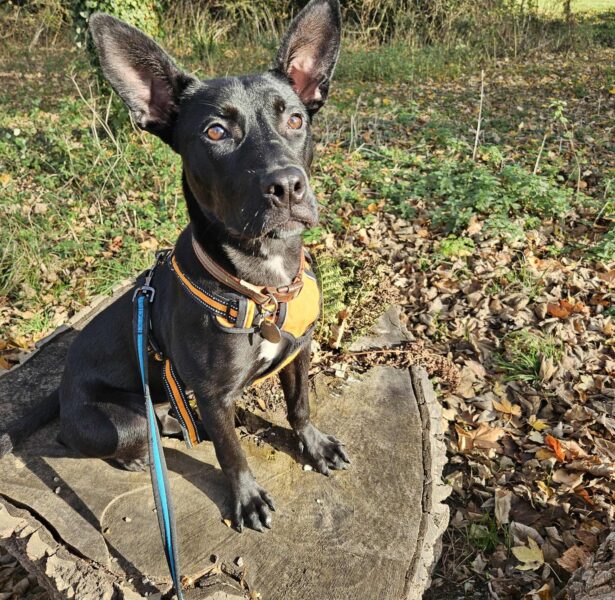 Maebh – 8 month old dag