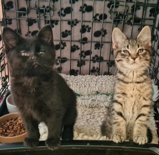 Mahi and Snook – Kittens