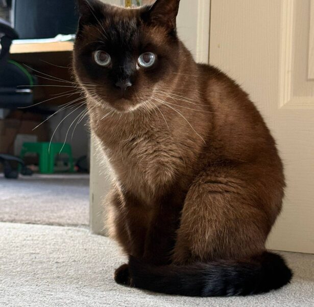 Maki – 8 yr old Cat