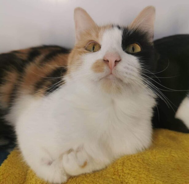 Mandala – 2 yr old female cat