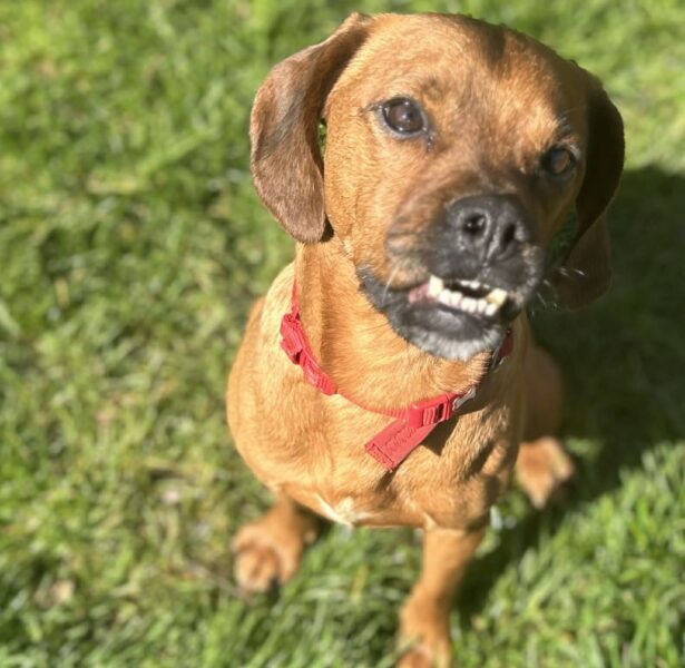Mango – 3 yr old crossbreed