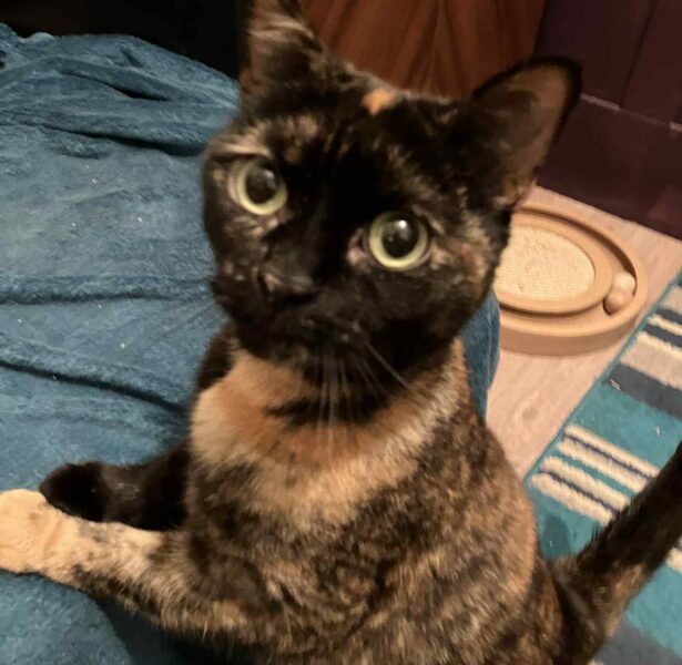 Mariposa – 14 month old Cat