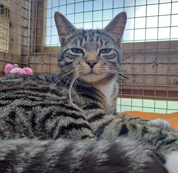 Marlin – 1 yr old cat