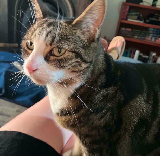 Mayflower – 7 yr old Cat