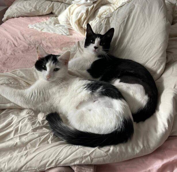Minnie Mouse and Daisy Duck – 1 yr old Cats