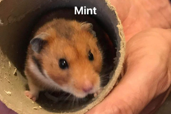 Hamsters **Rehomed**