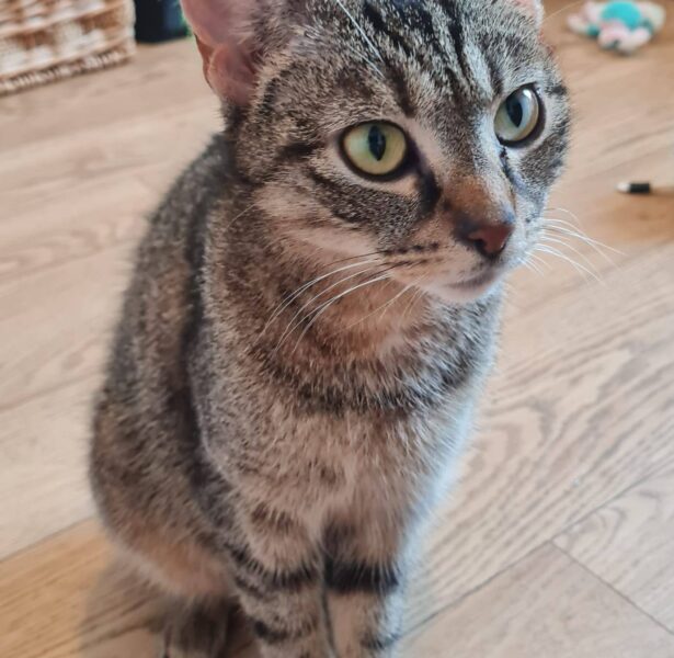 Mithai – 1 yr old Cat