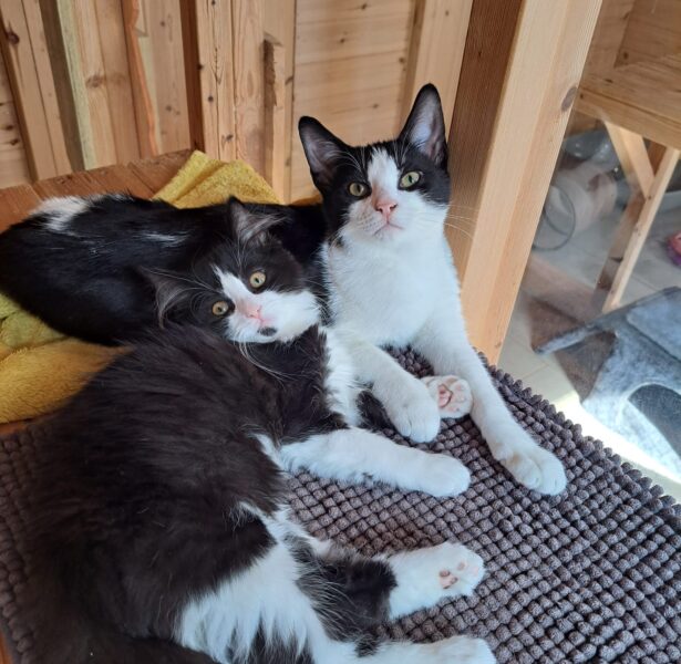 Molly and Clifford **Rehomed**