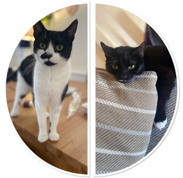 Mono and Chrome – **Rehomed**