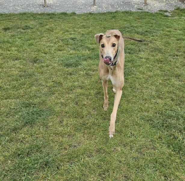 Motthew – 2 1/2 yr old Greyhound