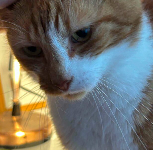 Mutla – 7 yr old Cat