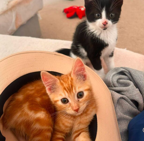 Nori, Sesame and Salmon – 14 week old kittens