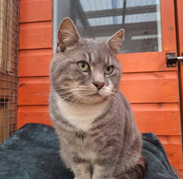 Napoleon – 6 yr old cat