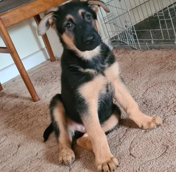 Nelson – 12 week GSD