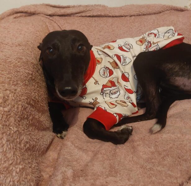 Nessa – 4 yr old Greyhound