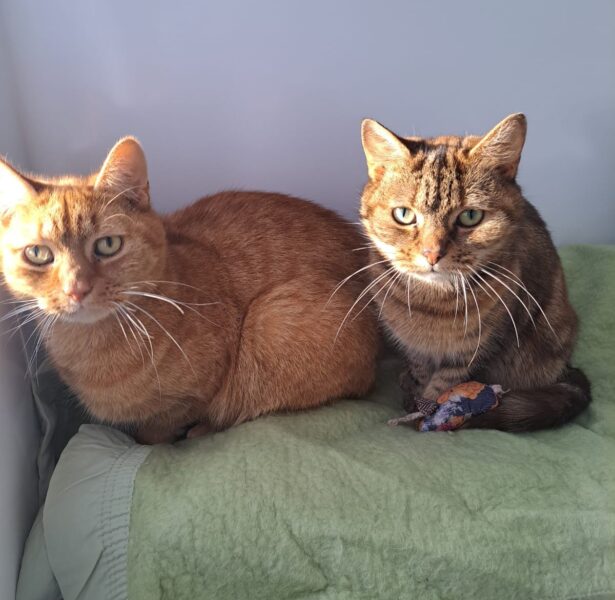 Nugget and Nibbler – 6 yr old cats