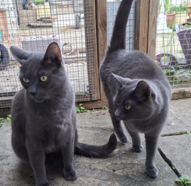 Orca and Puffin – Grey Cats