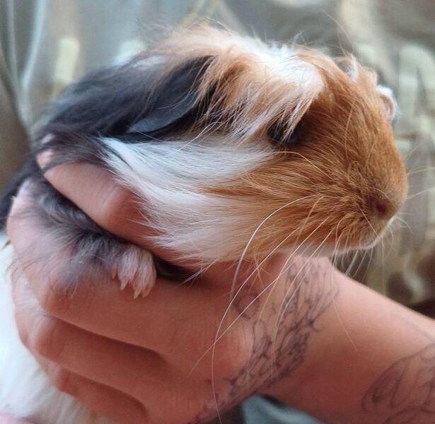Cobble and Pebble – 5 week old Guinea Pigs