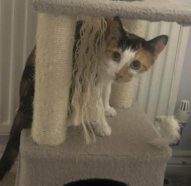 Painted Lady – 1 yr old Cat
