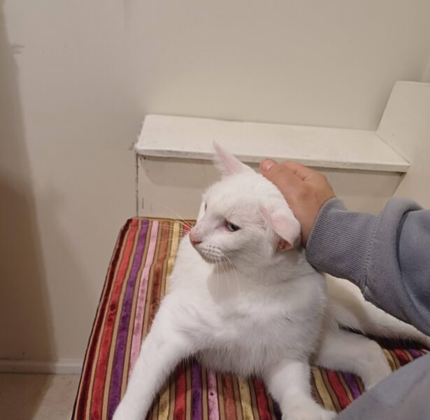 Paneer – 2 yr old Cat