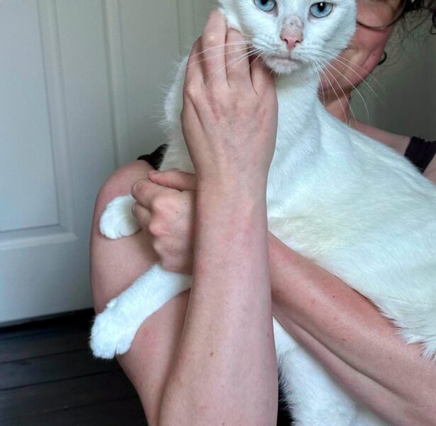 Paneer – 2 yr old deaf cat