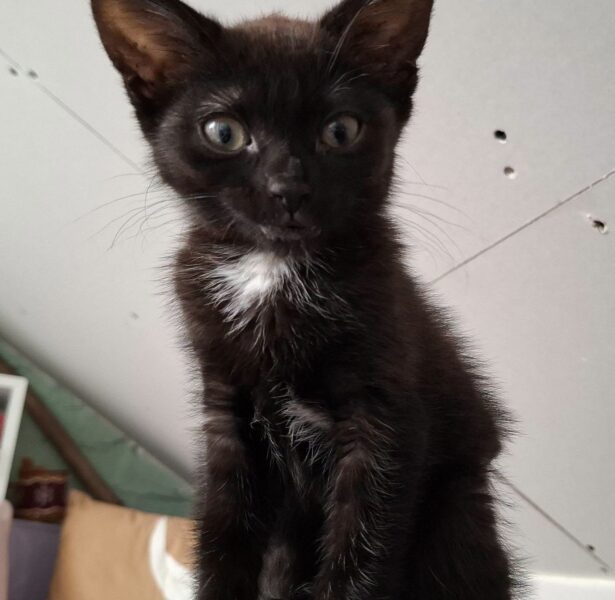 Paris – Kitten