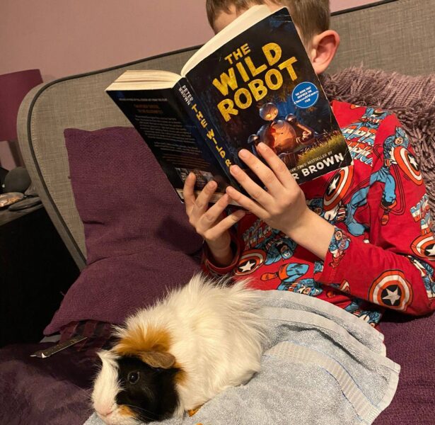 Party and Parcel – 2 yr old Guinea Pigs