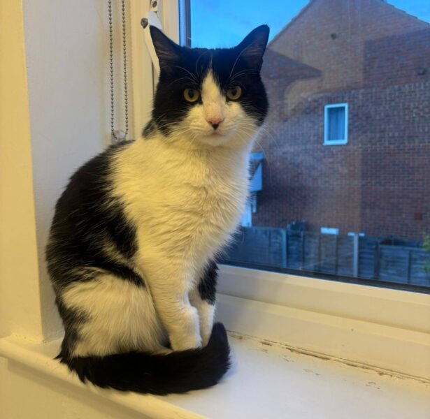 Pascal – 4 yr old Cat