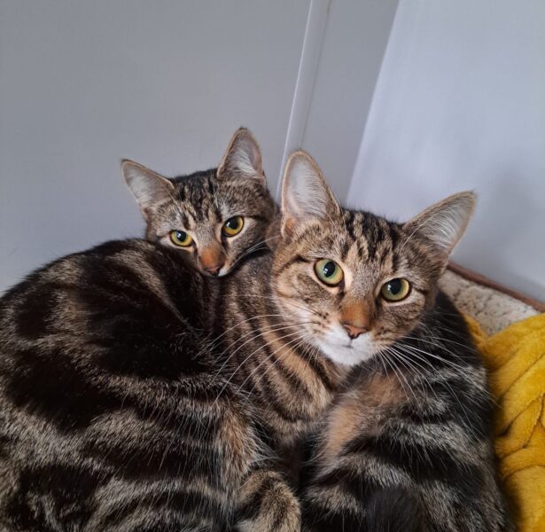 Peony and Primrose -**Rehomed**