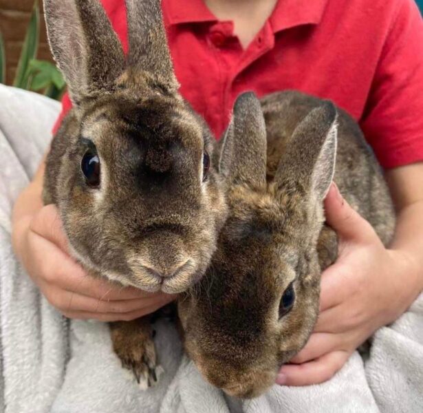 Pepper and Nova – 2 year old bonded female rabbits