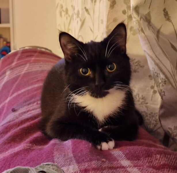 Persephone – 6 month old cat