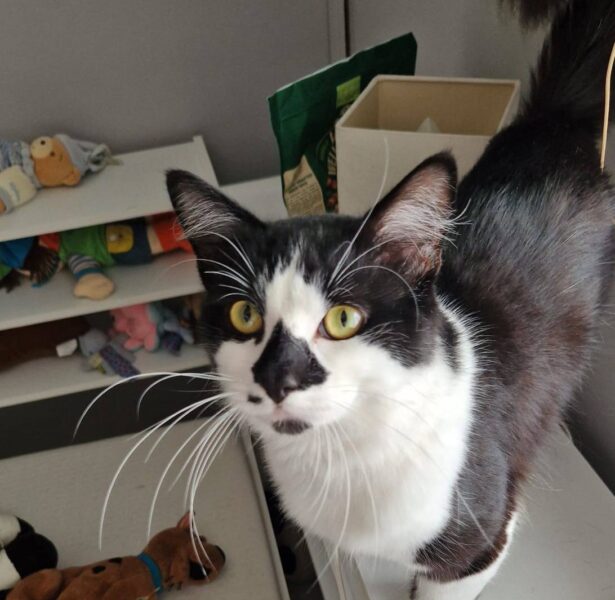 Pike – 18 month old boy