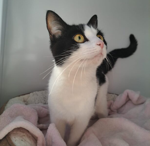 Piper – 3 yr old cat