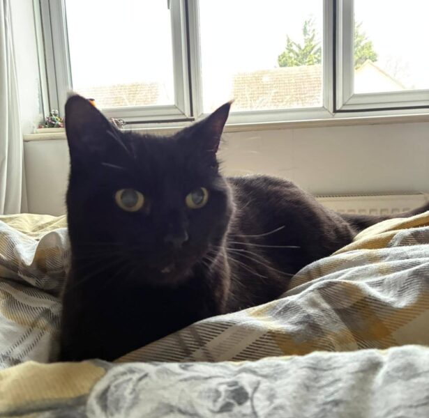 Pod – 10 yr old Cat