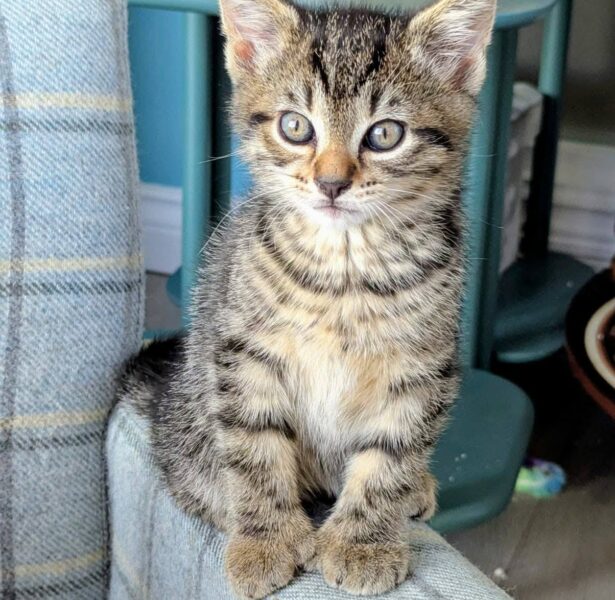 Pride and Deceit – Kittens