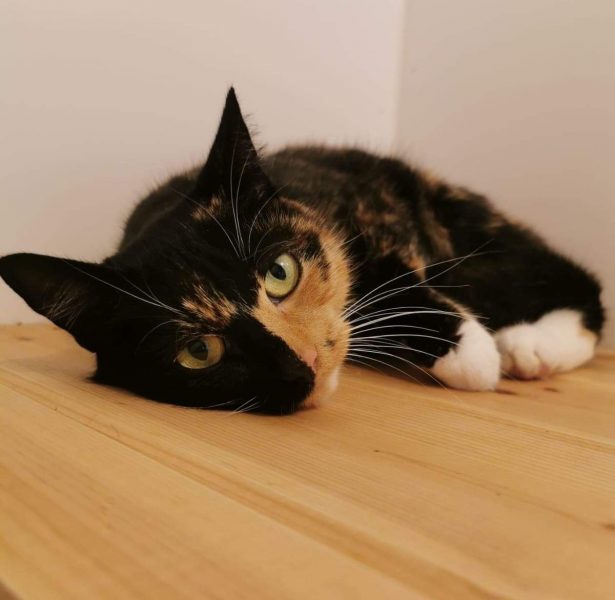 Pumpkin – 2 yr old cat **Rehomed**