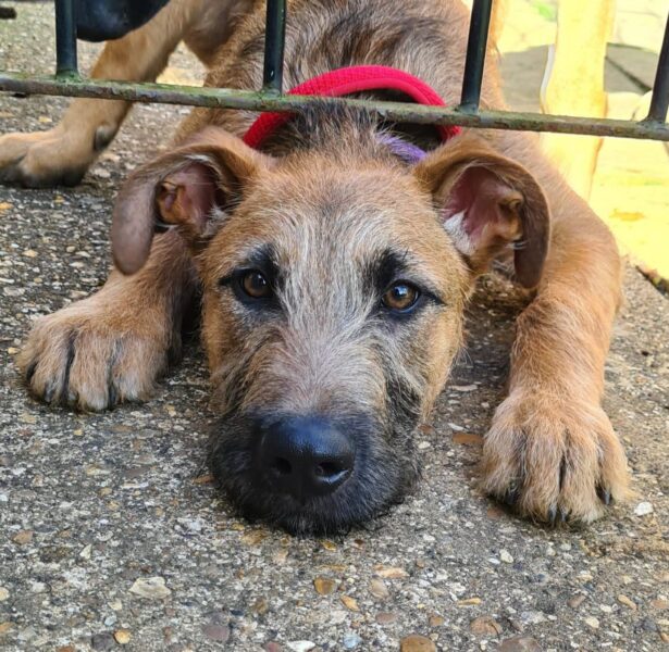 Puri – 4/5 Month old Crossbreed