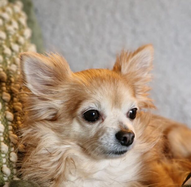 Quail – Long haired Chihuahua