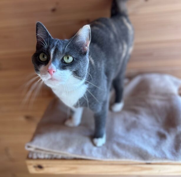 Queen B – 5 year old Cat  (specific needs!)