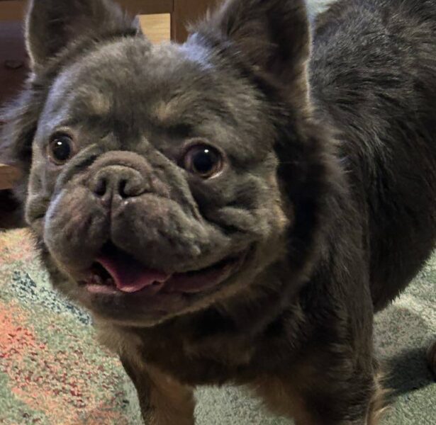 Quentin – 18 month old Frenchie