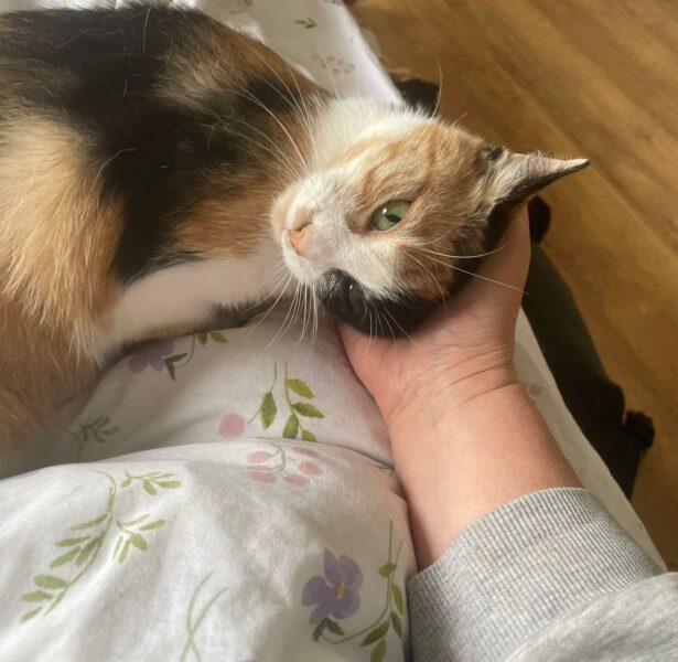 Quilla – 3 yr old Cat