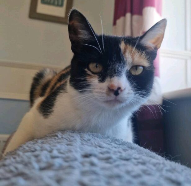 Rain and Reagan – 18 month old Cats