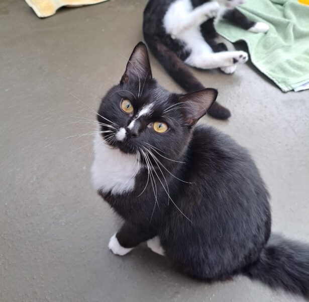 Ralph and Lauren **Rehomed**