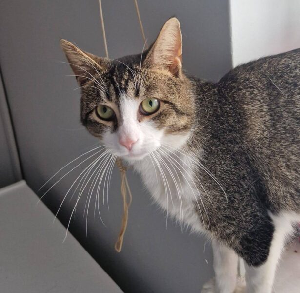 Rogan – 2 yr old cat