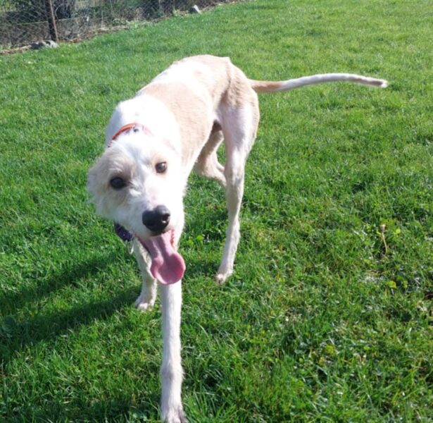 Rolls Royce – 18 Month old Lurcher